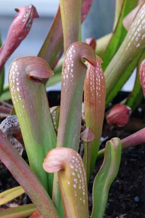 Sarracenia minor